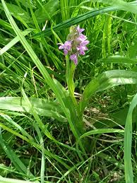 Attēlu rezultāti vaicājumam “Dactylorhiza incarnata flower”