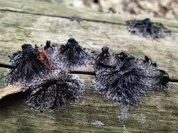 Attēlu rezultāti vaicājumam “Stemonitis fusca spores”