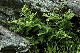 Attēlu rezultāti vaicājumam “Cystopteris fragilis”