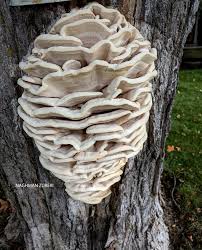 Attēlu rezultāti vaicājumam “Climacodon septentrionalis”