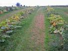 Pumpkin Patch, Brocks Bushes. A crop for Halloween. - via Daymix