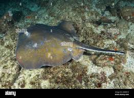 Image result for Dasyatis chrysonota