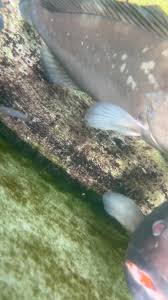 Image result for Epinephelus morio