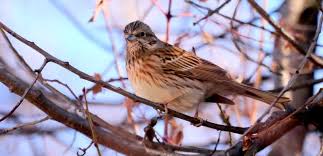 Image result for Emberiza leucocephalos