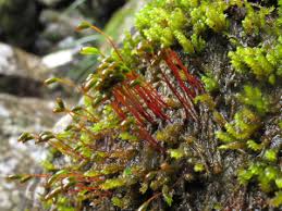 Attēlu rezultāti vaicājumam “Hygrohypnum luridum”