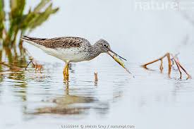 Attēlu rezultāti vaicājumam “Tringa nebularia”
