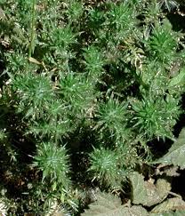 Attēlu rezultāti vaicājumam “Weissia squarrosa”