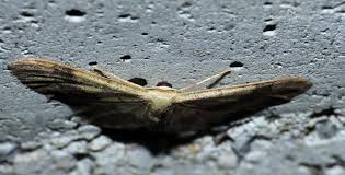 Attēlu rezultāti vaicājumam “Idaea aversata”