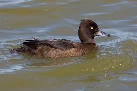 Attēlu rezultāti vaicājumam “Aythya fuligula”