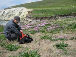 Attēlu rezultāti vaicājumam “Phleogena faginea sessile”