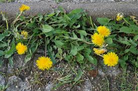 Attēlu rezultāti vaicājumam “Taraxacum suecicum”