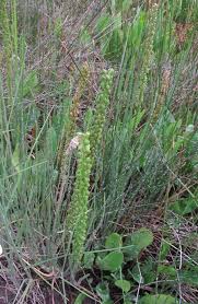 Attēlu rezultāti vaicājumam “Triglochin maritimum”