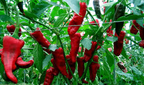 Afbeeldingsresultaat voor numex chimayo hot pepper