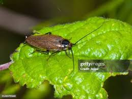 Attēlu rezultāti vaicājumam “Ectobius sylvestris”