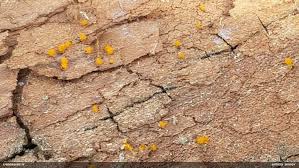 Attēlu rezultāti vaicājumam “Licea minima”