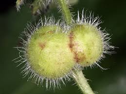 Attēlu rezultāti vaicājumam “Liposthenes glechomae”