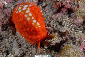 Attēlu rezultāti vaicājumam “Cribraria rufa macro”