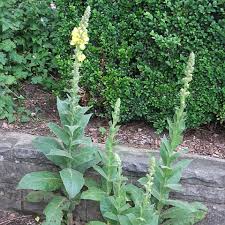 Image result for Königskerzen