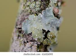 Attēlu rezultāti vaicājumam “Punctelia subrudecta”