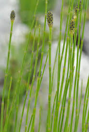 Attēlu rezultāti vaicājumam “Equisetum palustre”
