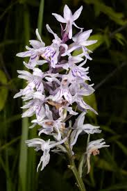 Attēlu rezultāti vaicājumam “Dactylorhiza russowii”