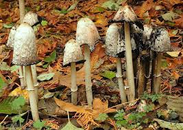 Image result for coprinus