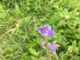 Attēlu rezultāti vaicājumam “Polemonium caeruleum bud”