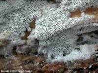 Attēlu rezultāti vaicājumam “Trechispora mollusca”