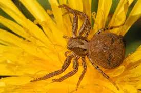 Attēlu rezultāti vaicājumam “Xysticus bifasciatus female”