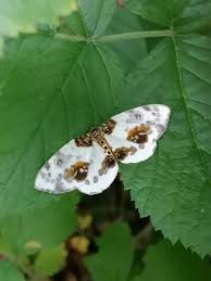 Attēlu rezultāti vaicājumam “Abraxas sylvata imago”