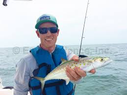 Image result for Scomberomorus maculatus