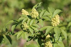 Attēlu rezultāti vaicājumam “Sambucus racemosa flower”