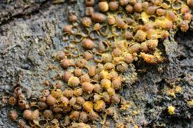 Attēlu rezultāti vaicājumam “Perichaena corticalis”