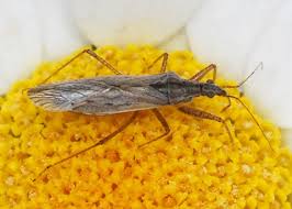 Attēlu rezultāti vaicājumam “Nabidae”