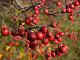 Attēlu rezultāti vaicājumam “Crataegus persimilis”