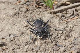Attēlu rezultāti vaicājumam “Cicindela sylvatica”