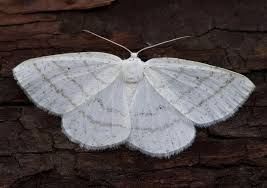 Attēlu rezultāti vaicājumam “Cabera pusaria male”