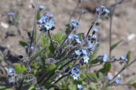 Attēlu rezultāti vaicājumam “Myosotis ramosissima”