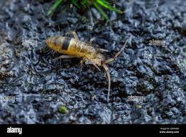 Attēlu rezultāti vaicājumam “Orchesella sp.”