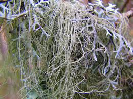 Attēlu rezultāti vaicājumam “Bryoria capillaris”