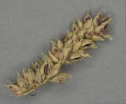 Attēlu rezultāti vaicājumam “Comatricha ellae stalked”