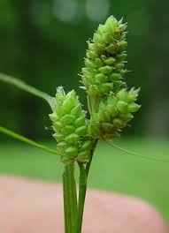 Attēlu rezultāti vaicājumam “Carex viridula fruit”