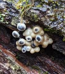 Attēlu rezultāti vaicājumam “Holwaya mucida”