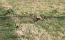 Incredible photo captures weasel riding on the back of a flying.