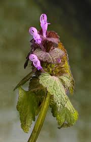 Attēlu rezultāti vaicājumam “Lamium purpureum flower”