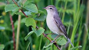 Image result for Hippolais caligata