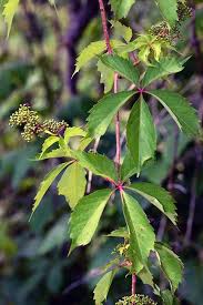 Attēlu rezultāti vaicājumam “Vitaceae”