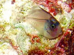 Image result for Acanthurus bahianus