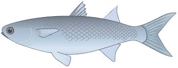 Image result for Mugil cephalus