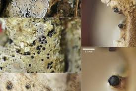 Attēlu rezultāti vaicājumam “Sporophagomyces chrysostomus”